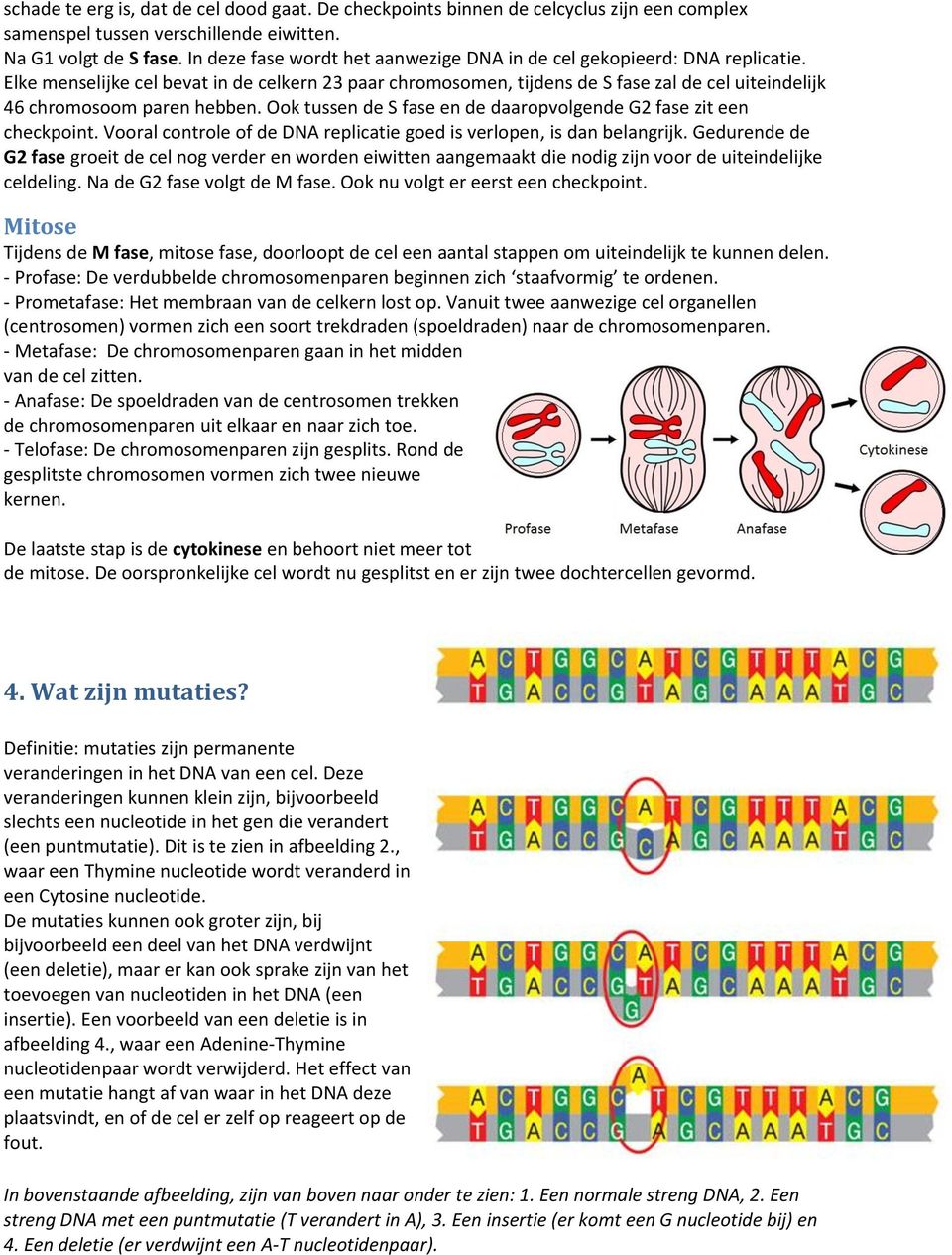 Elke menselijke cel bevat in de celkern 23 paar chromosomen, tijdens de S fase zal de cel uiteindelijk 46 chromosoom paren hebben. Ook tussen de S fase en de daaropvolgende G2 fase zit een checkpoint.