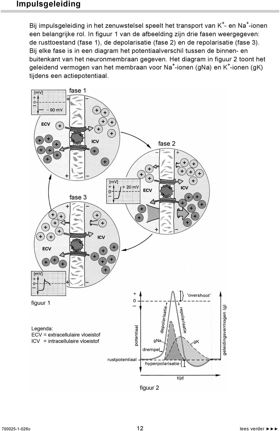 Bij elke fase is in een diagram het potentiaalverschil tussen de binnen- en buitenkant van het neuronmembraan gegeven.