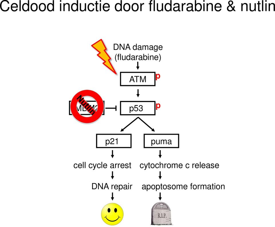 MDM2 p53 p p21 cell cycle arrest DNA