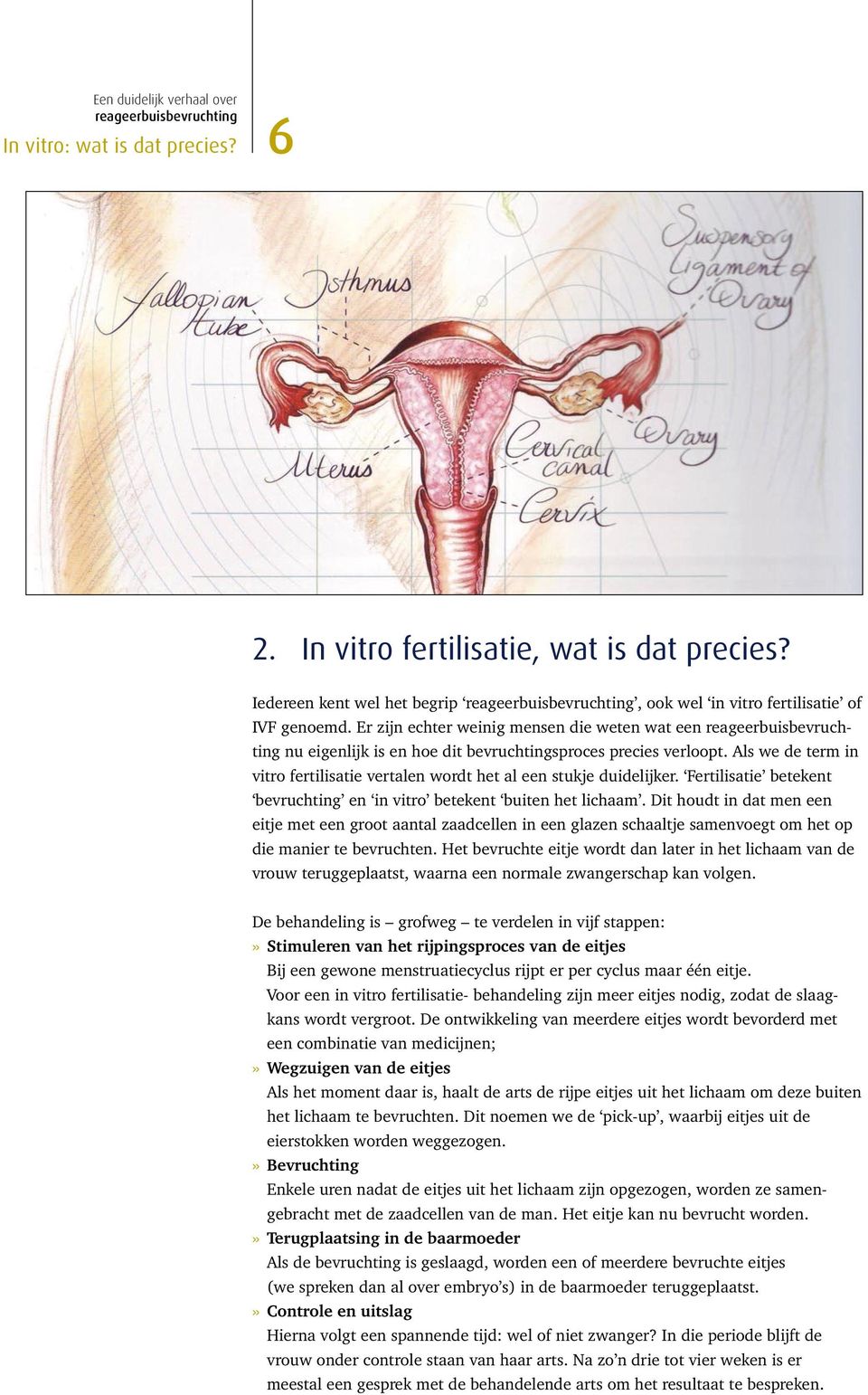 Fertilisatie betekent bevruchting en in vitro betekent buiten het lichaam.