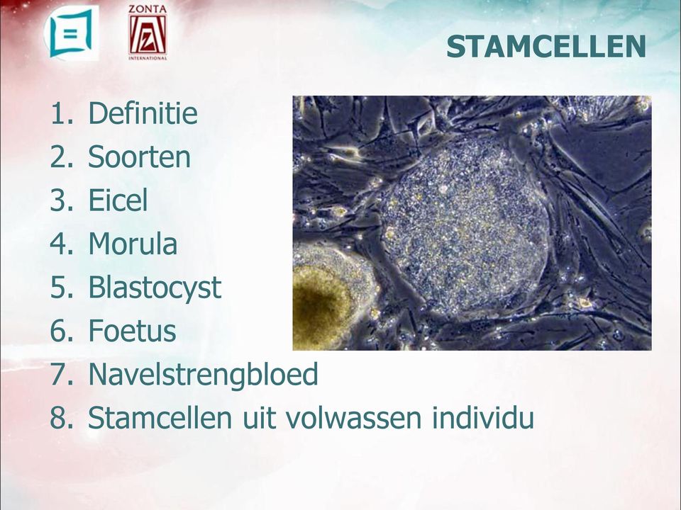 Blastocyst 6. Foetus 7.