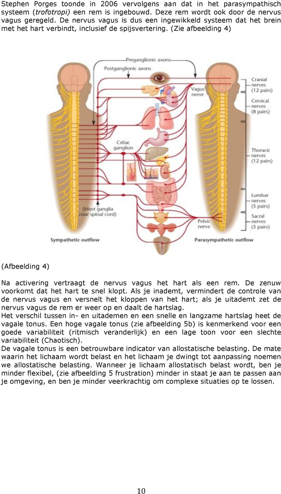 (Zie afbeelding 4) (Afbeelding 4) Na activering vertraagt de nervus vagus het hart als een rem. De zenuw voorkomt dat het hart te snel klopt.