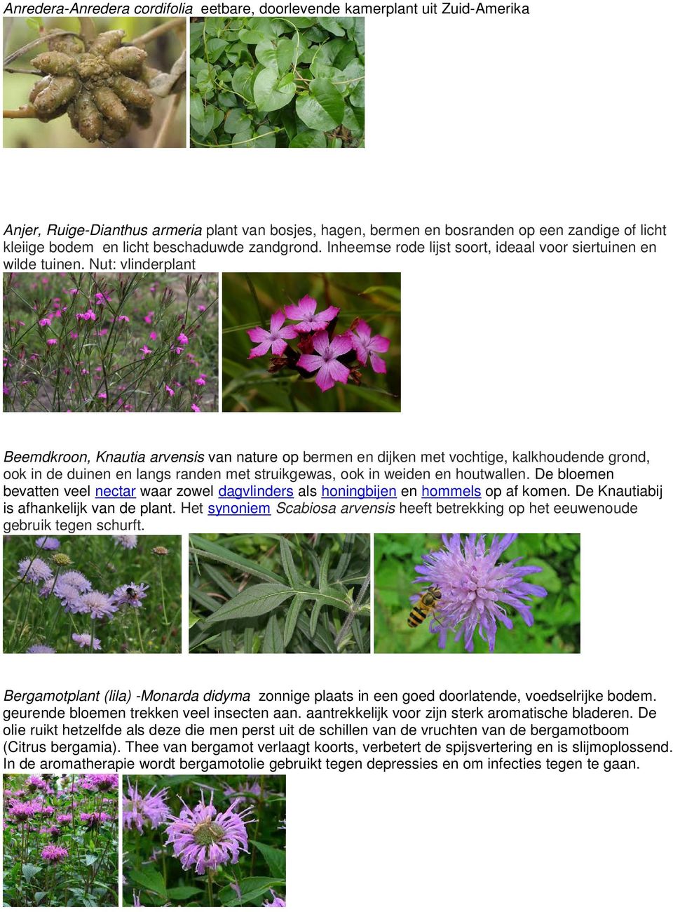 Nut: vlinderplant Beemdkroon, Knautia arvensis van nature op bermen en dijken met vochtige, kalkhoudende grond, ook in de duinen en langs randen met struikgewas, ook in weiden en houtwallen.