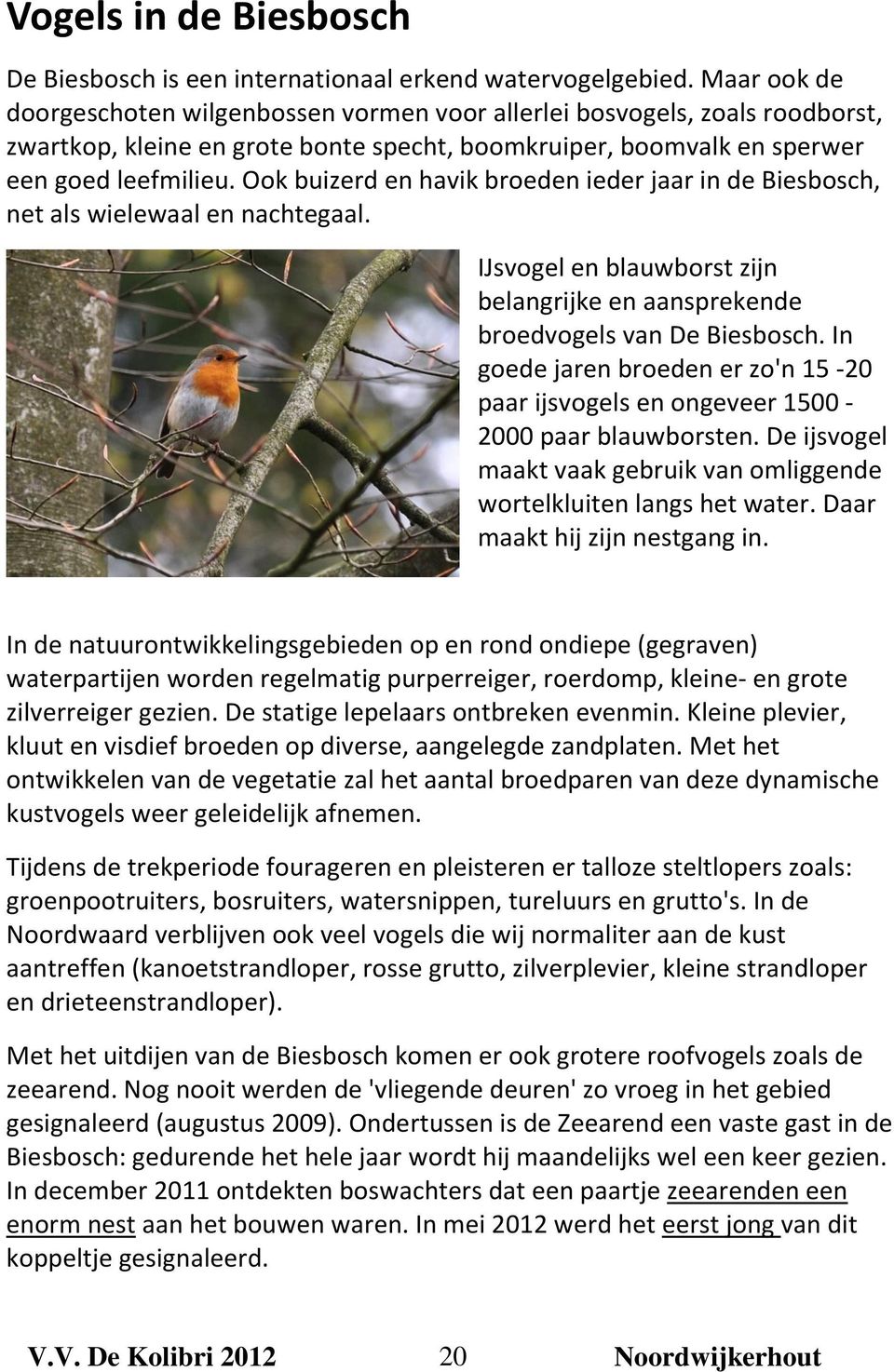 Ook buizerd en havik broeden ieder jaar in de Biesbosch, net als wielewaal en nachtegaal. IJsvogel en blauwborst zijn belangrijke en aansprekende broedvogels van De Biesbosch.