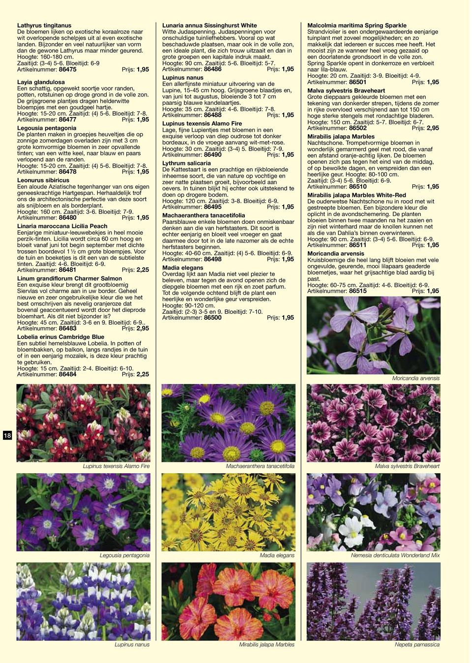 Bloeitijd: 6-9 Artikelnummer: 86475 Prijs: 1,95 Layia glandulosa Een schattig, opgewekt soortje voor randen, potten, rotstuinen op droge grond in de volle zon.