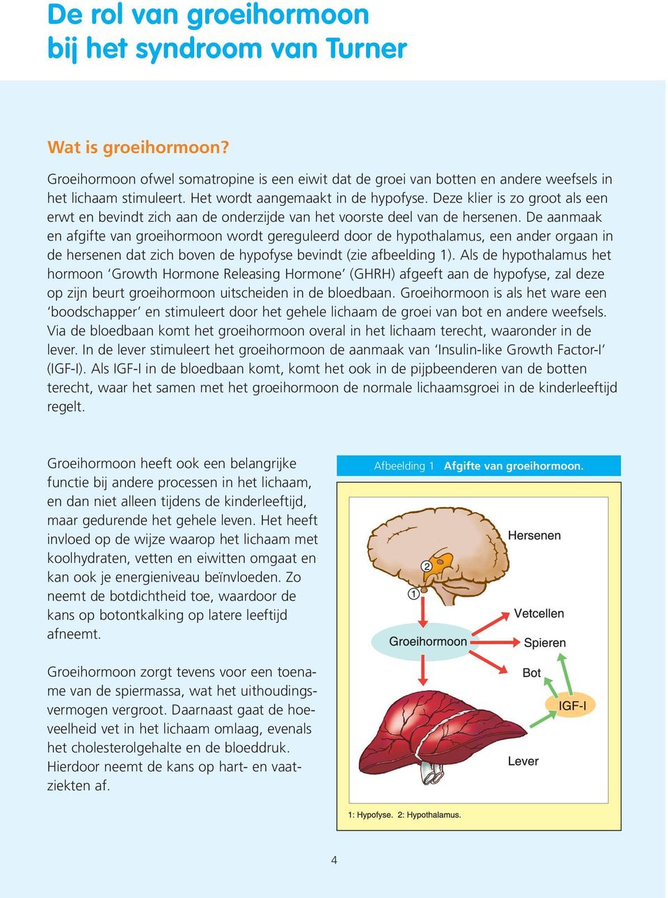 De aanmaak en afgifte van groeihormoon wordt gereguleerd door de hypothalamus, een ander orgaan in de hersenen dat zich boven de hypofyse bevindt (zie afbeelding 1).