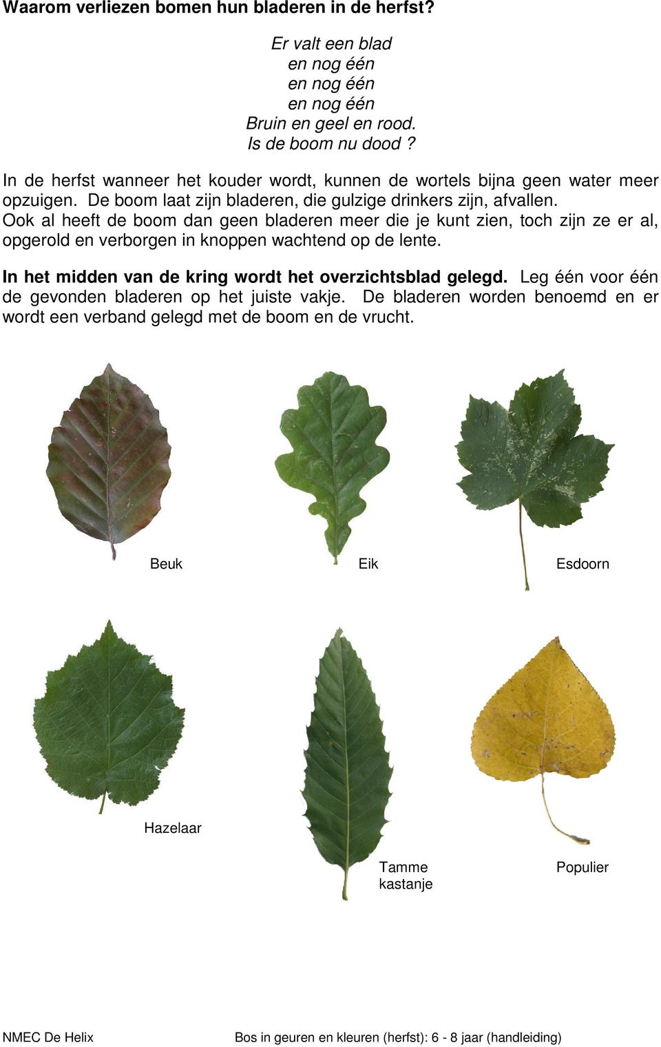 Ook al heeft de boom dan geen bladeren meer die je kunt zien, toch zijn ze er al, opgerold en verborgen in knoppen wachtend op de lente.