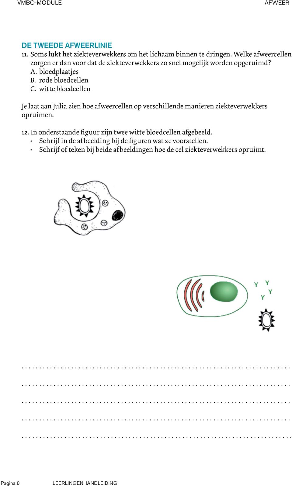 witte bloedcellen Je laat aan Julia zien hoe afweercellen op verschillende manieren ziekteverwekkers opruimen. 12.