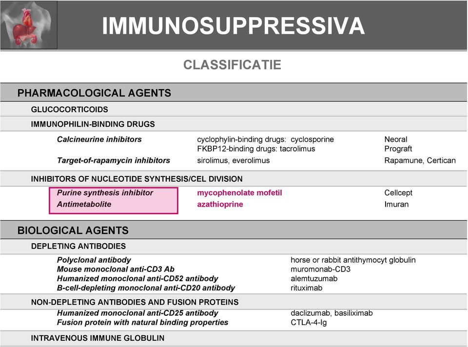 Antimetabolite azathioprine Imuran BIOLOGICAL AGENTS DEPLETING ANTIBODIES Polyclonal antibody Mouse monoclonal anti-cd3 Ab Humanized monoclonal anti-cd52 antibody B-cell-depleting monoclonal