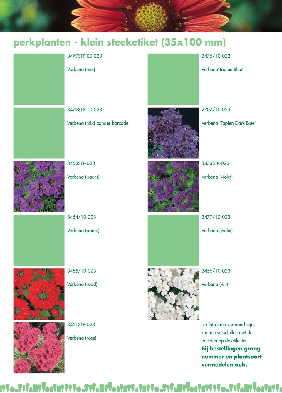 Verbena (violet) 3455/10-023 Verbena (rood) 3456/10-023 Verbena (wit) 3451STP-023 Verbena (rose) De foto s die