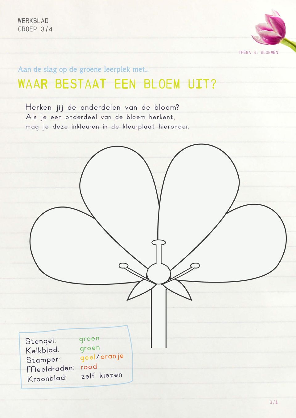 Als je een onderdeel van de bloem herkent, mag je deze inkleuren in de