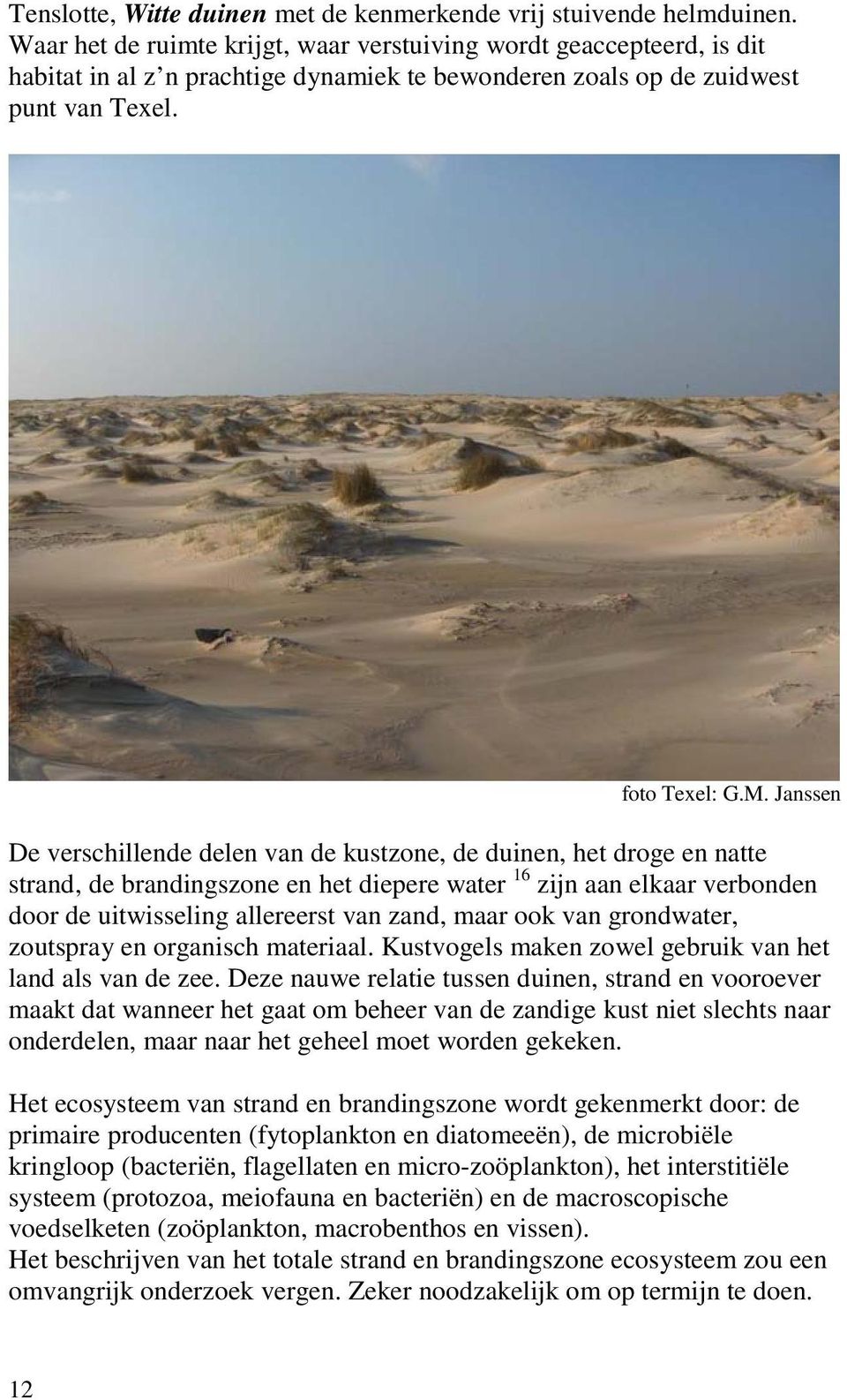 Na een storm tref je soms duizenden Amerikaanse zwaardschedes aan die, door de golfwerking losgewoeld uit de bodem, op het strand werden