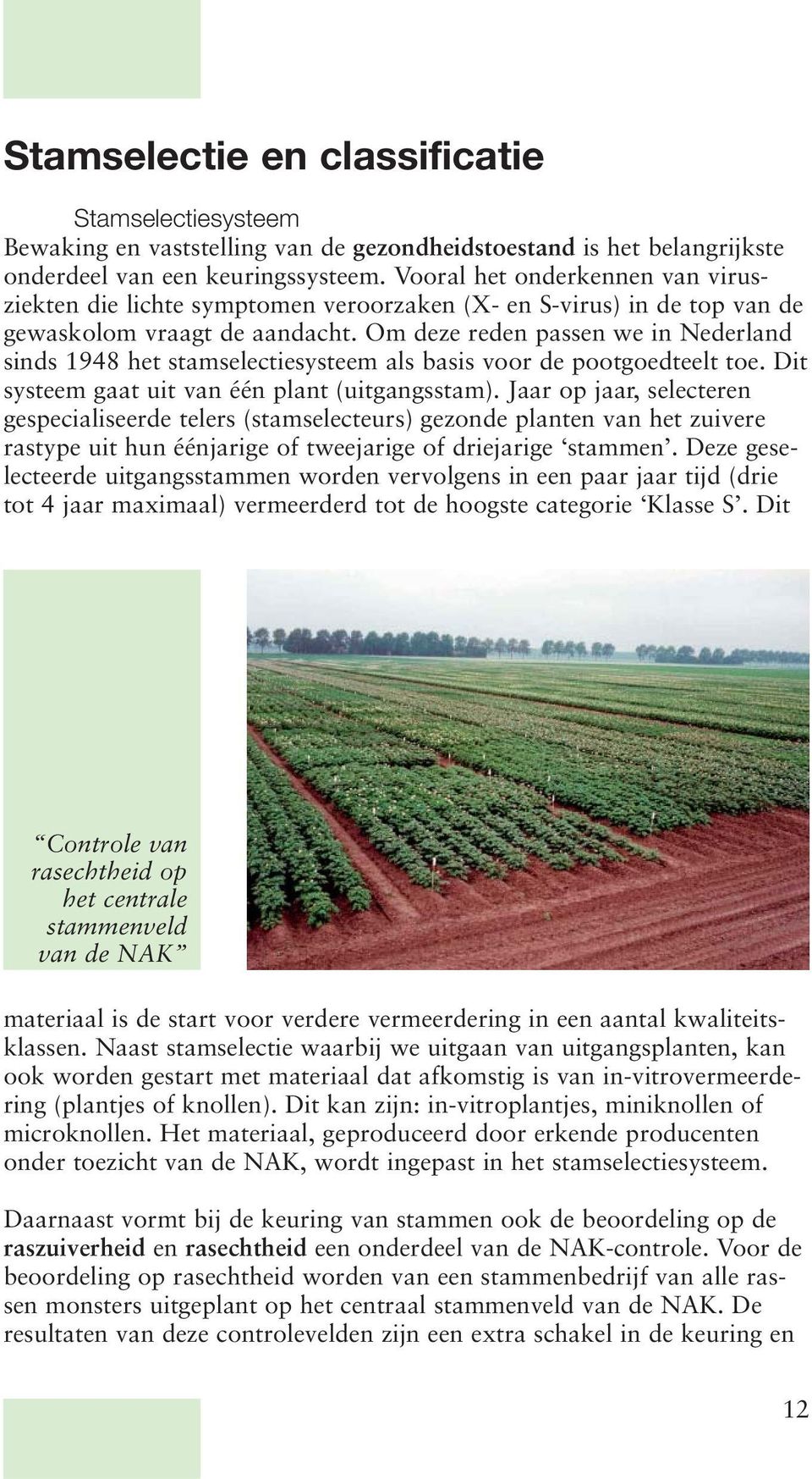 Om deze reden passen we in Nederland sinds 1948 het stamselectiesysteem als basis voor de pootgoedteelt toe. Dit systeem gaat uit van één plant (uitgangsstam).
