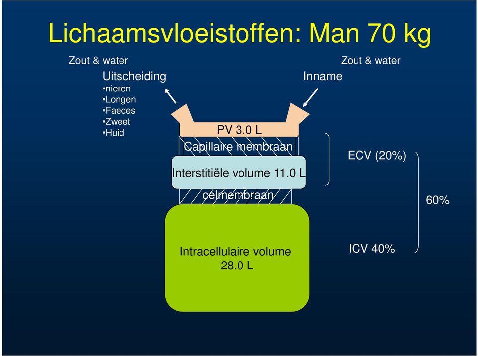 0 L Capillaire membraan Interstitiële Interstitiële volume