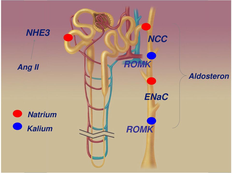 Kalium ROMK