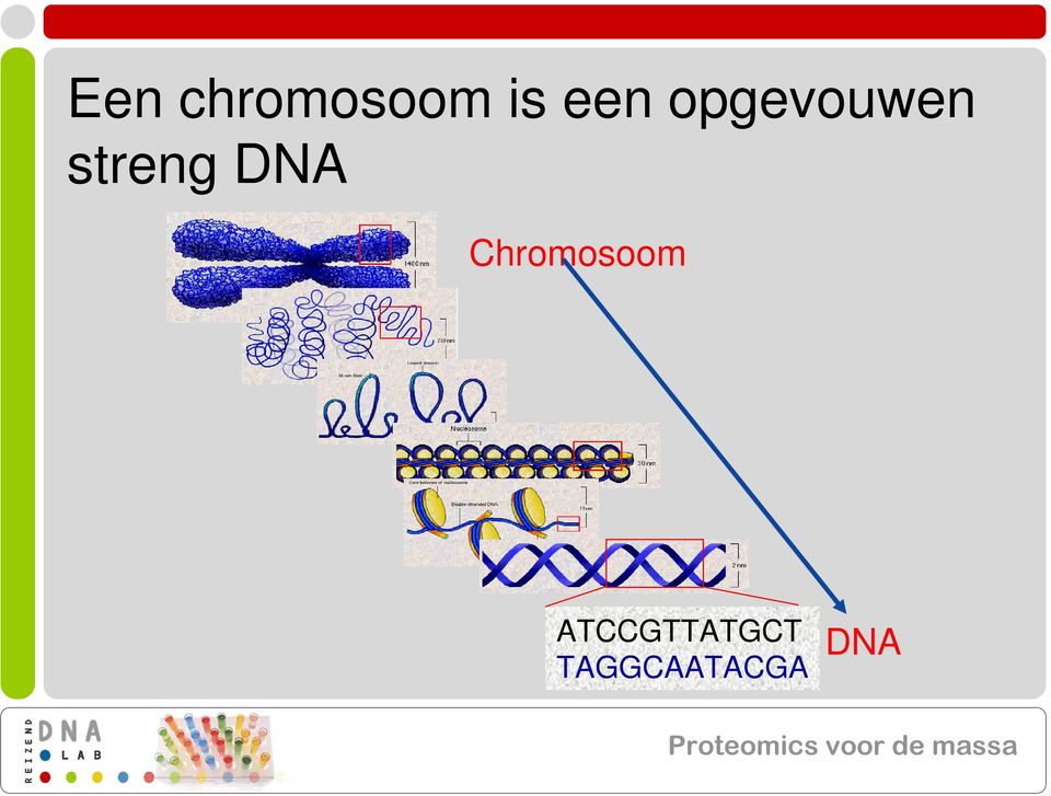 streng DNA