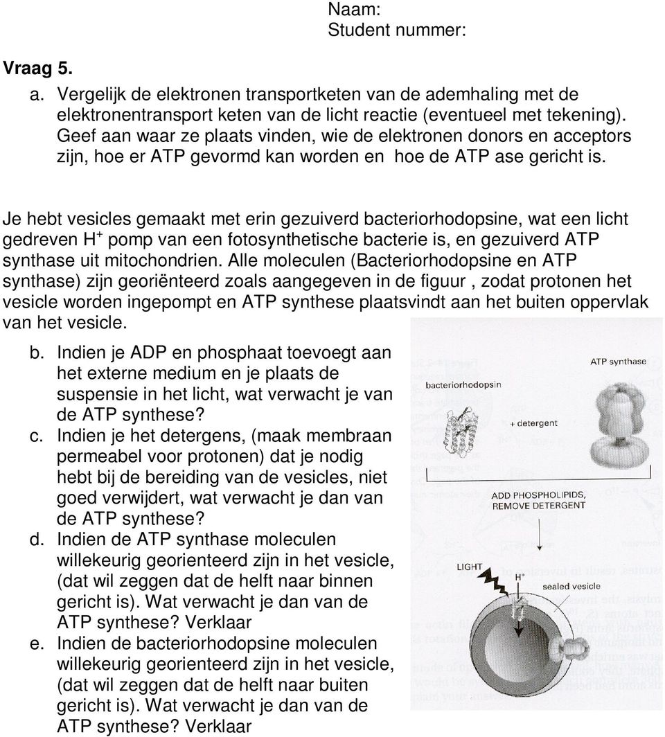 Je hebt vesicles gemaakt met erin gezuiverd bacteriorhodopsine, wat een licht gedreven H + pomp van een fotosynthetische bacterie is, en gezuiverd ATP synthase uit mitochondrien.