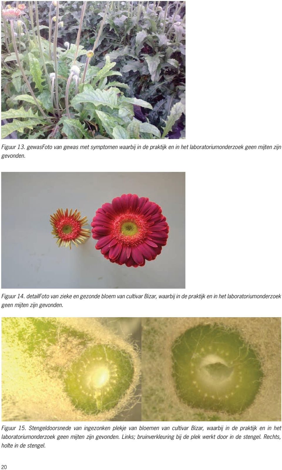 14: detailfoto detailfoto van van zieke zieke en en gezonde gezonde bloem bloem van cultivar van cultivar Bizar, Bizar, waarbij in de praktijk in de en praktijk in het en laboratoriumonderzoek in het