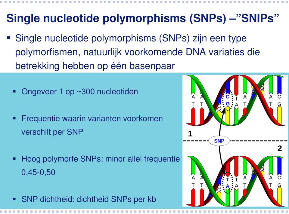 basenpaar Ongeveer 1 op ~300 nucleotiden Frequentie waarin varianten voorkomen verschilt