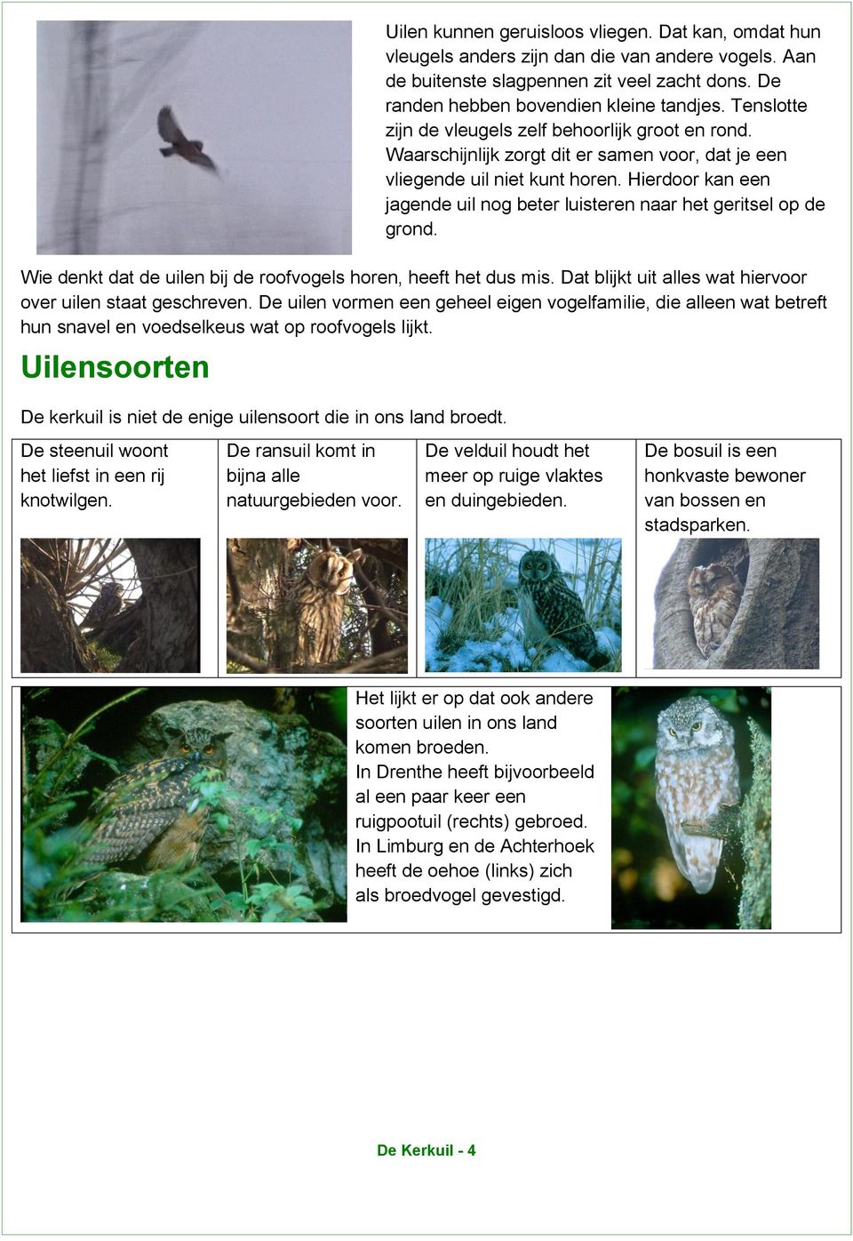 Hierdoor kan een jagende uil nog beter luisteren naar het geritsel op de grond. Wie denkt dat de uilen bij de roofvogels horen, heeft het dus mis.