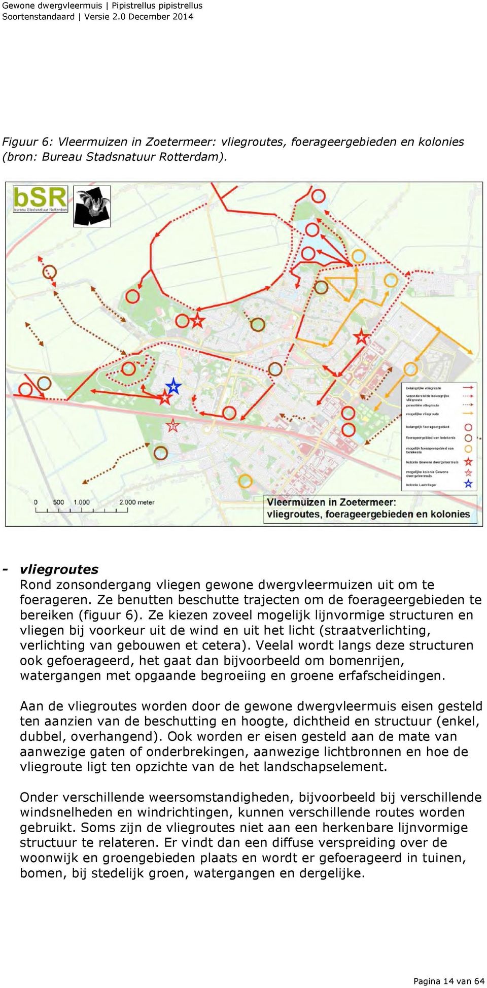 - vliegroutes Rond zonsondergang vliegen gewone dwergvleermuizen uit om te foerageren. Ze benutten beschutte trajecten om de foerageergebieden te bereiken (figuur 6).