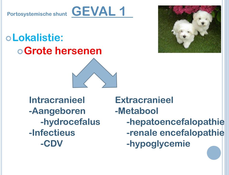 -Infectieus -CDV Extracranieel -Metabool