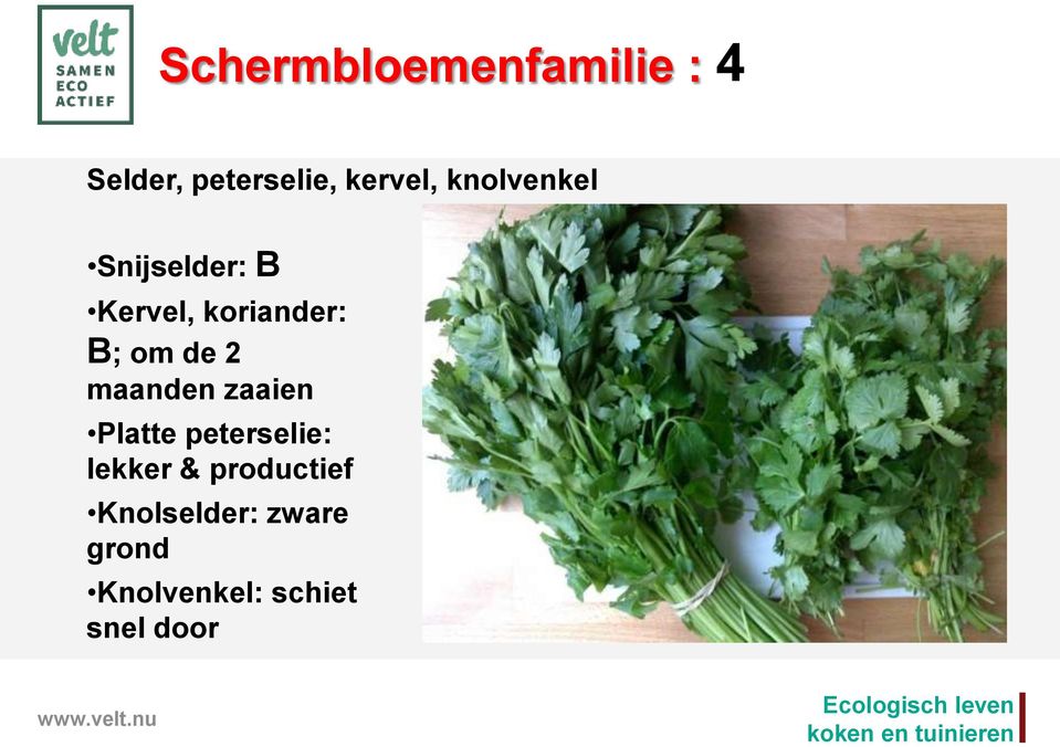 2 maanden zaaien Platte peterselie: lekker &