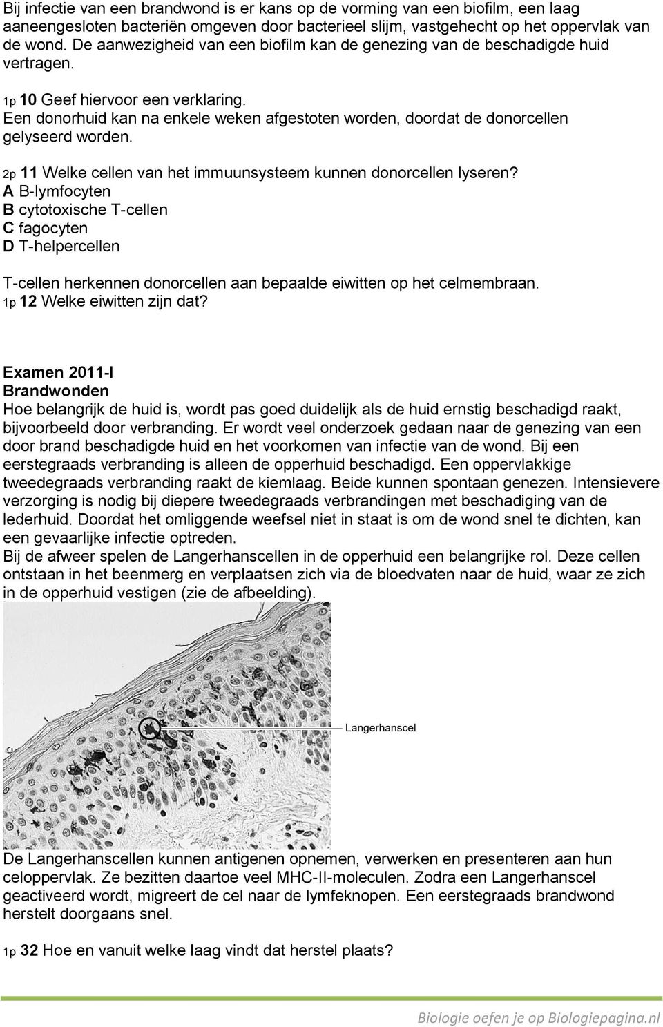 Een donorhuid kan na enkele weken afgestoten worden, doordat de donorcellen gelyseerd worden. 2p 11 Welke cellen van het immuunsysteem kunnen donorcellen lyseren?