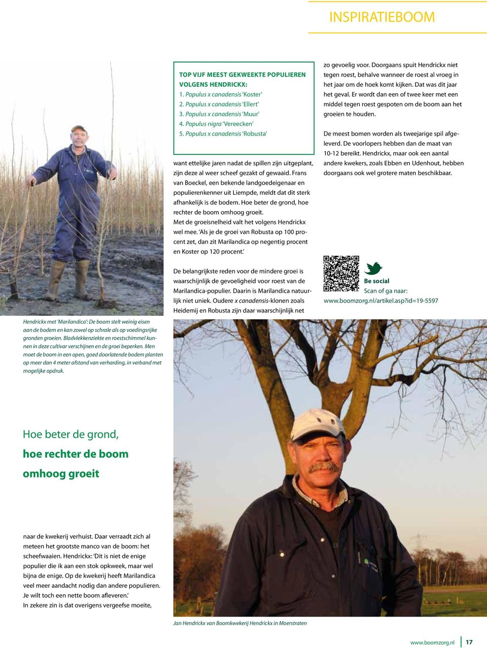 Frans van Boeckel, een bekende landgoedeigenaar en populierenkenner uit Liempde, meldt dat dit sterk afhankelijk is de bodem. Hoe beter de grond, hoe rechter de boom omhoog groeit.