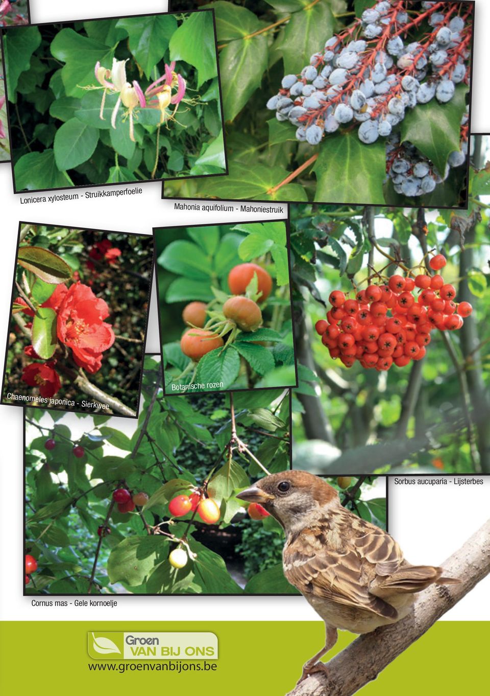 Botanische rozen japonica - Sier kwee Sorbus