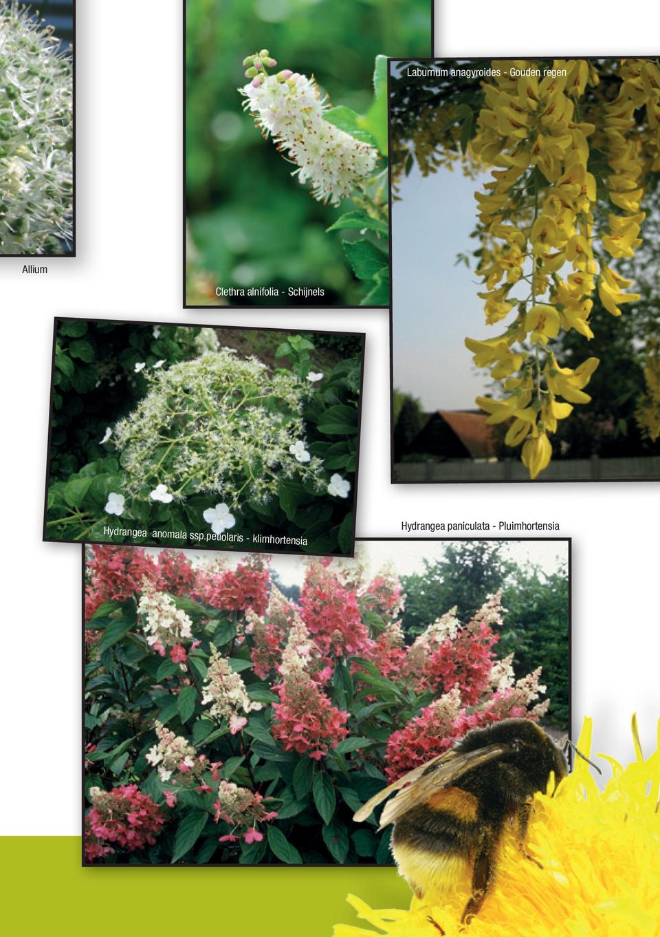 Hydrangea anomala ssp.