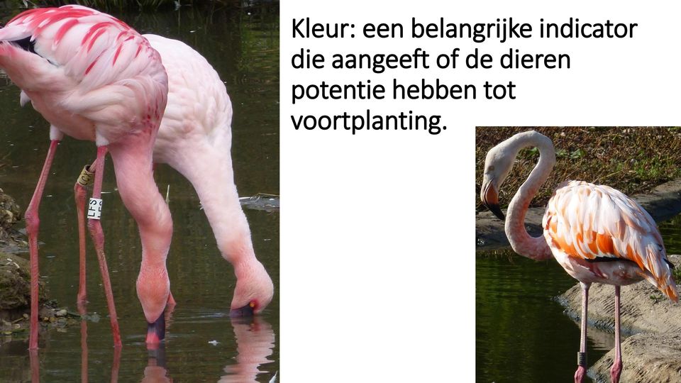 of de dieren potentie