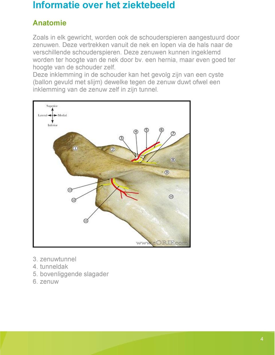 Deze zenuwen kunnen ingeklemd worden ter hoogte van de nek door bv. een hernia, maar even goed ter hoogte van de schouder zelf.