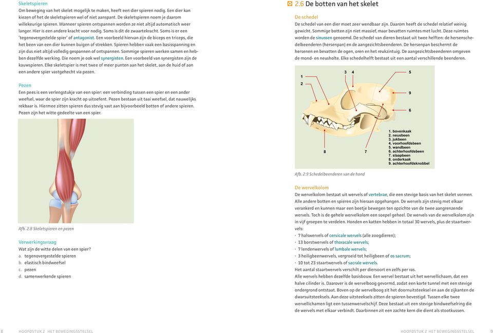 Soms is er een tegenovergestelde spier of antagonist. Een voorbeeld hiervan zijn de biceps en triceps, die het been van een dier kunnen buigen of strekken.