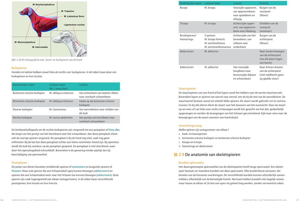 obliquus internus Haaks op de buitenste schuine buikspier Dwarse buikspier M. transversus Van wervelkolom naar midden van de buik Rechte buikspier M.