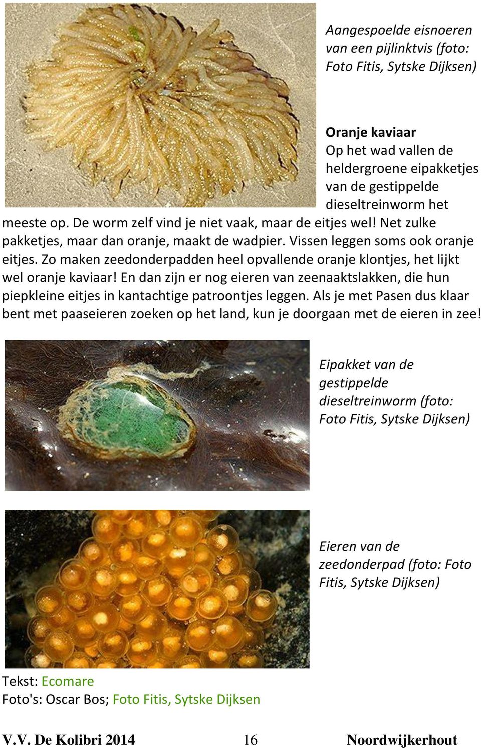 Zo maken zeedonderpadden heel opvallende oranje klontjes, het lijkt wel oranje kaviaar! En dan zijn er nog eieren van zeenaaktslakken, die hun piepkleine eitjes in kantachtige patroontjes leggen.