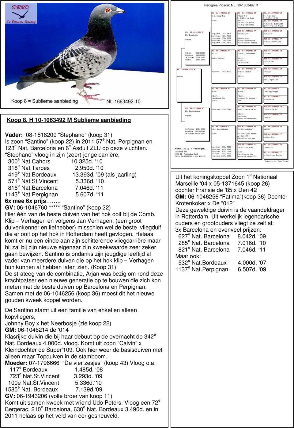 Barcelona 7.046d. 11 1143 e Nat.Perpignan 5.607d. 11 6x mee 6x prijs.. GV: 06-1046760 ***** Santino (koop 22) Hier één van de beste duiven van het hok ooit bij de Comb.