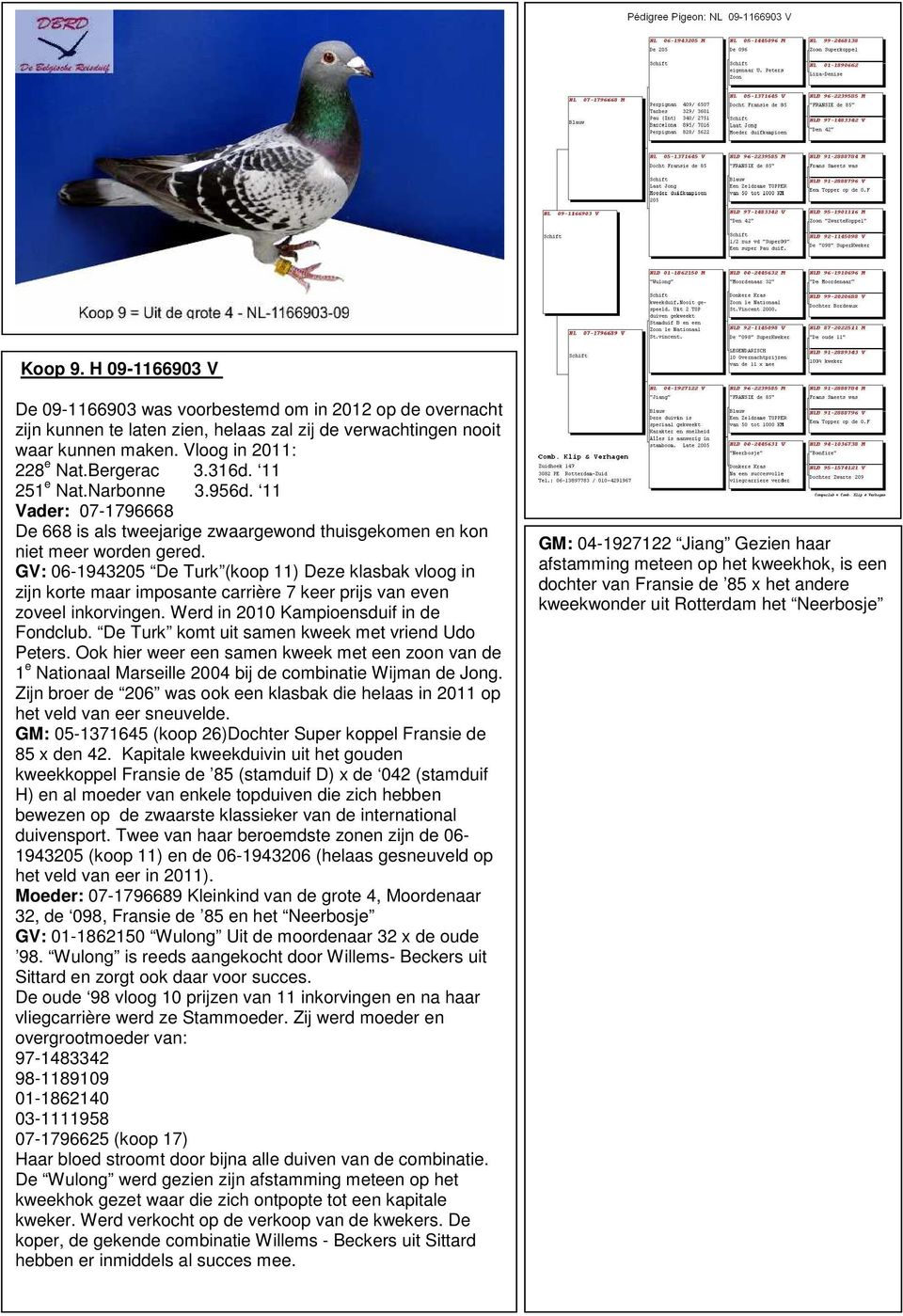 GV: 06-1943205 De Turk (koop 11) Deze klasbak vloog in zijn korte maar imposante carrière 7 keer prijs van even zoveel inkorvingen. Werd in 2010 Kampioensduif in de Fondclub.