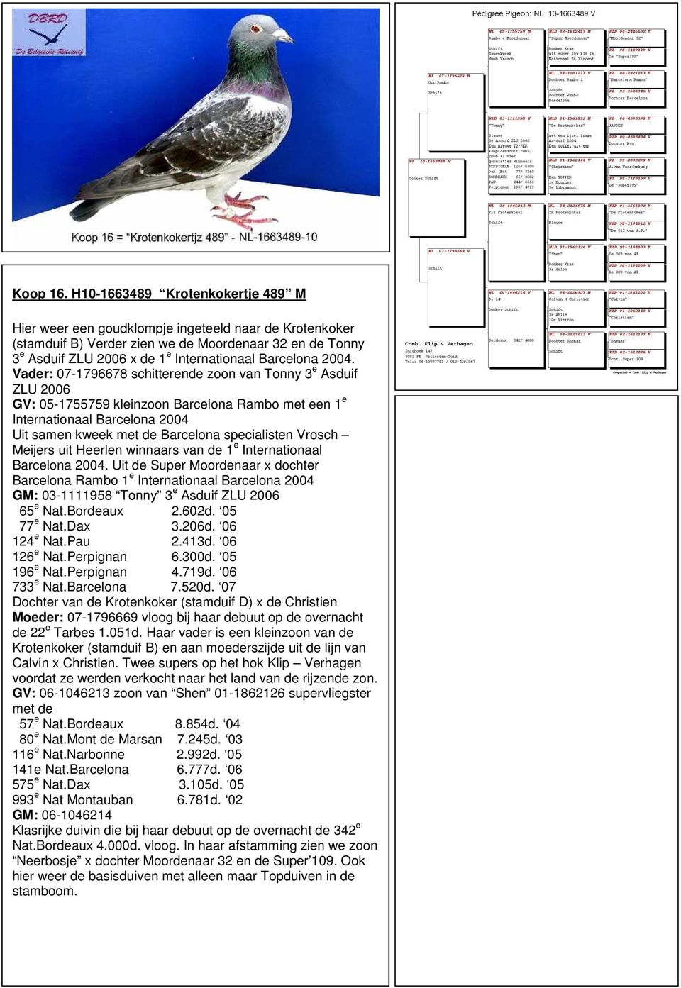 2004. Vader: 07-1796678 schitterende zoon van Tonny 3 e Asduif ZLU 2006 GV: 05-1755759 kleinzoon Barcelona Rambo met een 1 e Internationaal Barcelona 2004 Uit samen kweek met de Barcelona