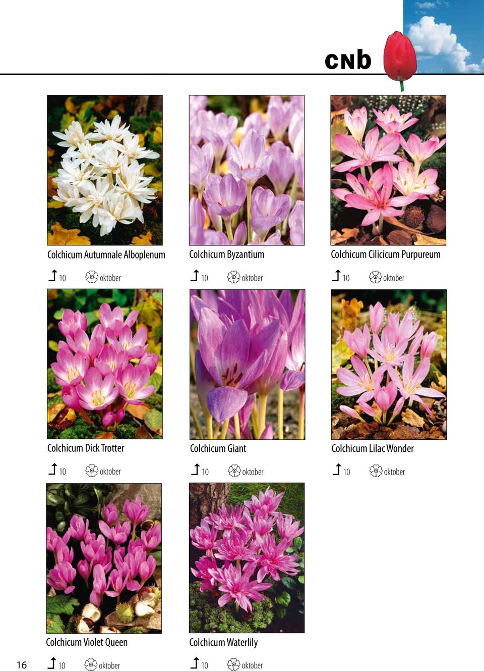 De foto s 10 kunt u bij oktober opvragen. Van sommige 10 cultivars oktober heeft ook promotiemateriaal.