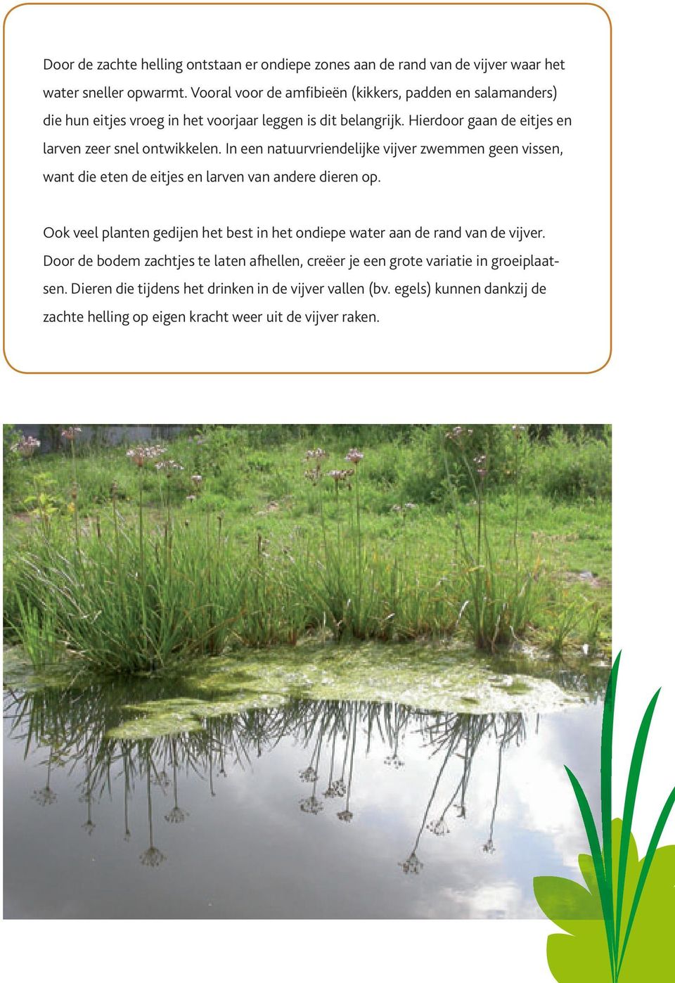 Hierdoor gaan de eitjes en larven zeer snel ontwikkelen. In een natuurvriendelijke vijver zwemmen geen vissen, want die eten de eitjes en larven van andere dieren op.