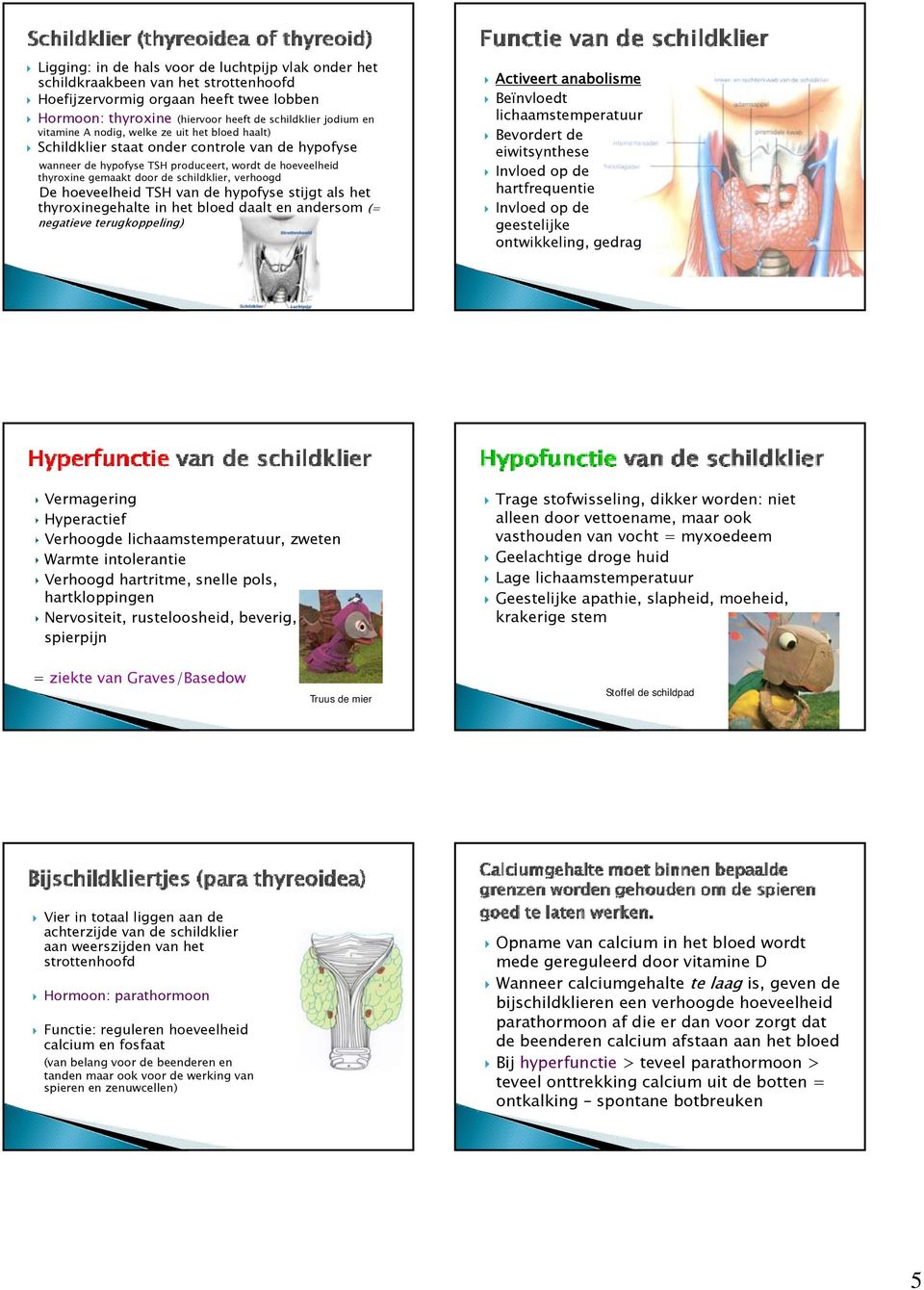 verhoogd De hoeveelheid TSH van de hypofyse stijgt als het thyroxinegehalte in het bloed daalt en andersom (= negatieve terugkoppeling) Activeert anabolisme Beïnvloedt lichaamstemperatuur Bevordert