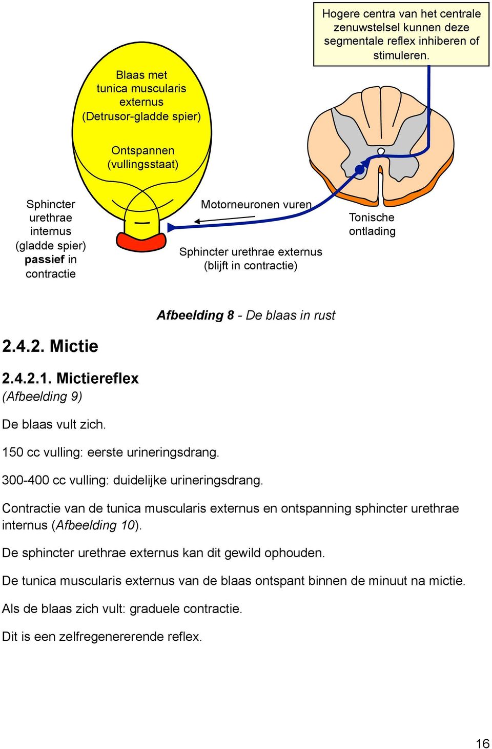 4.2. Mictie Afbeelding 8 - De blaas in rust 2.4.2.1. Mictiereflex (Afbeelding 9) De blaas vult zich. 150 cc vulling: eerste urineringsdrang. 300-400 cc vulling: duidelijke urineringsdrang.