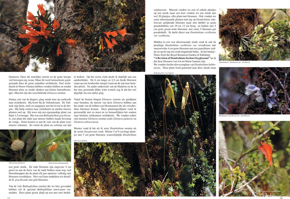 met soms 5 bloemen per pseudobulb. Ik dacht direct aan Dendrobium vexillarius var. vexillarius. Dendrobium decockii Midden in een wat alleenstaande struik vond ik ook de prachtige Dendrobium vexillarius var.