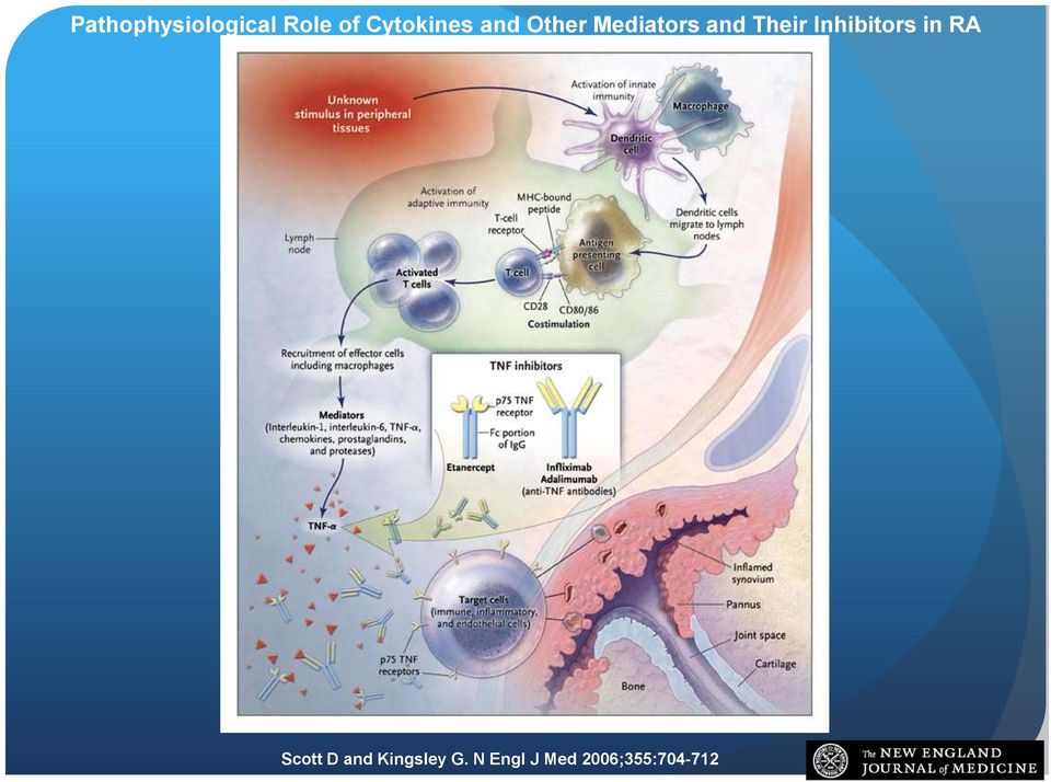 Their Inhibitors in RA Scott D and