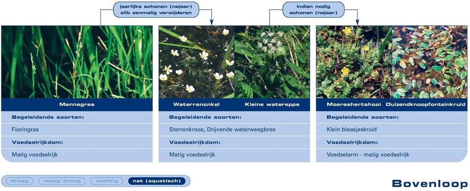 Fioringras Sterrenkroos, Drijvende waterweegbree Klein blaasjeskruid Matig