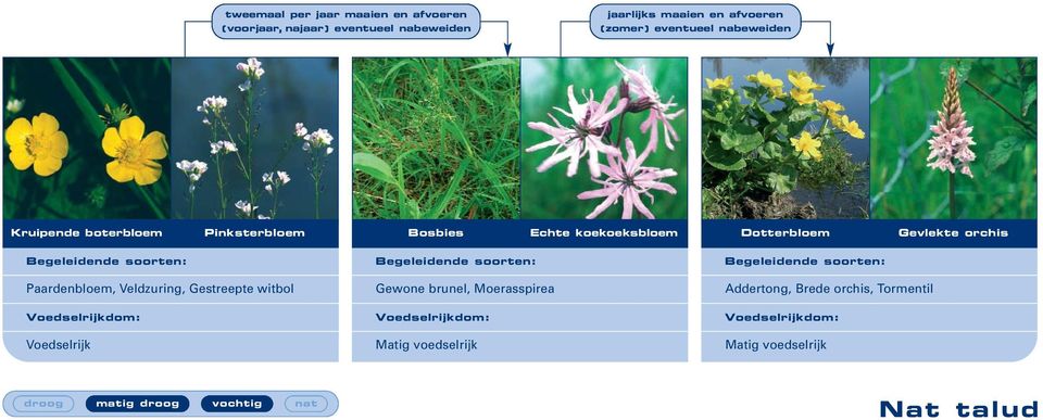 Dotterbloem Gevlekte orchis Paardenbloem, Veldzuring, Gestreepte witbol Gewone brunel, Moerasspirea