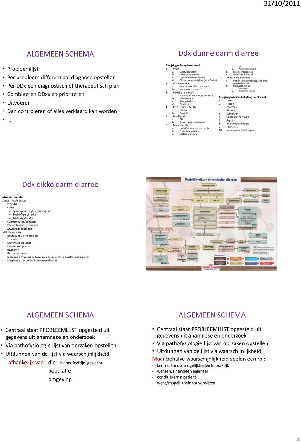 Virale enteritis a. Hond: Parvo, CDV, coronavirus b. Kat: parvo, corona, FIV 3. Parasitaire infectie a. Toxocara en Toxocaris (hond en kat) b. Ancylostoma c. Strongyloides d. Dipylidium 4.