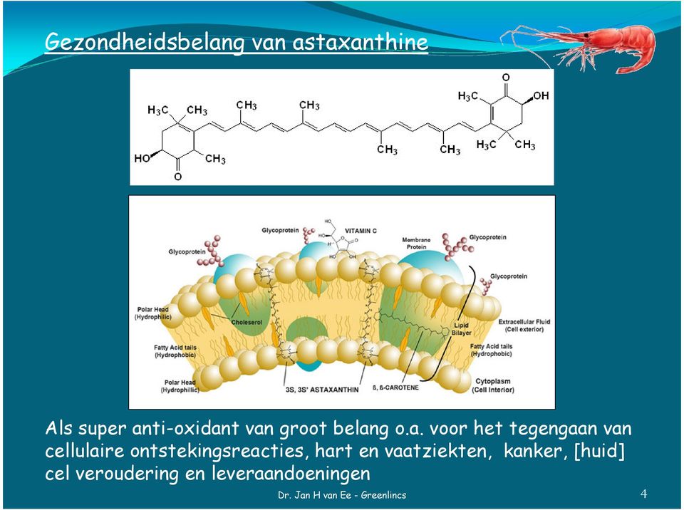 tegengaan van cellulaire ontstekingsreacties, hart