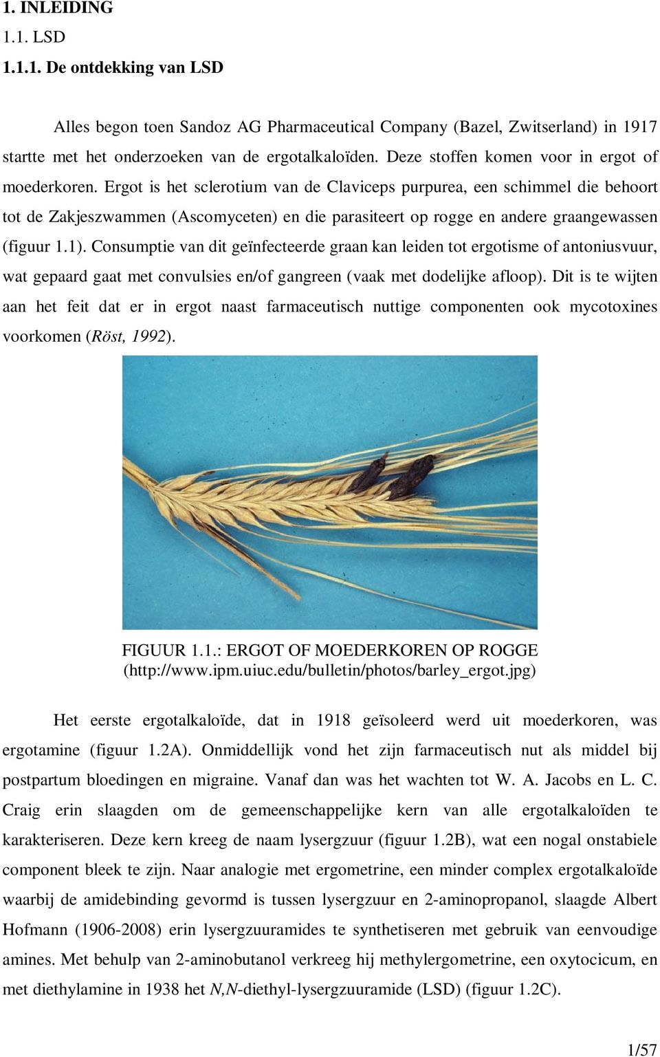 Ergot is het sclerotium van de Claviceps purpurea, een schimmel die behoort tot de Zakjeszwammen (Ascomyceten) en die parasiteert op rogge en andere graangewassen (figuur 1.1).